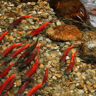Spawning Kokanee salmon swimming in a shallow, and rocky, stream.