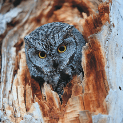 A Screech Owl looking out from its nest in a rotted tree.